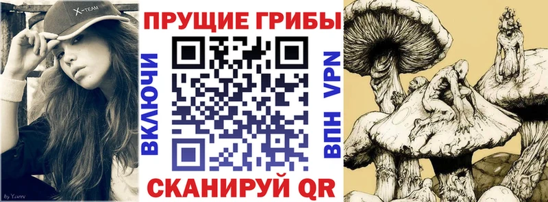 Псилоцибиновые грибы Psilocybine cubensis  Верея 